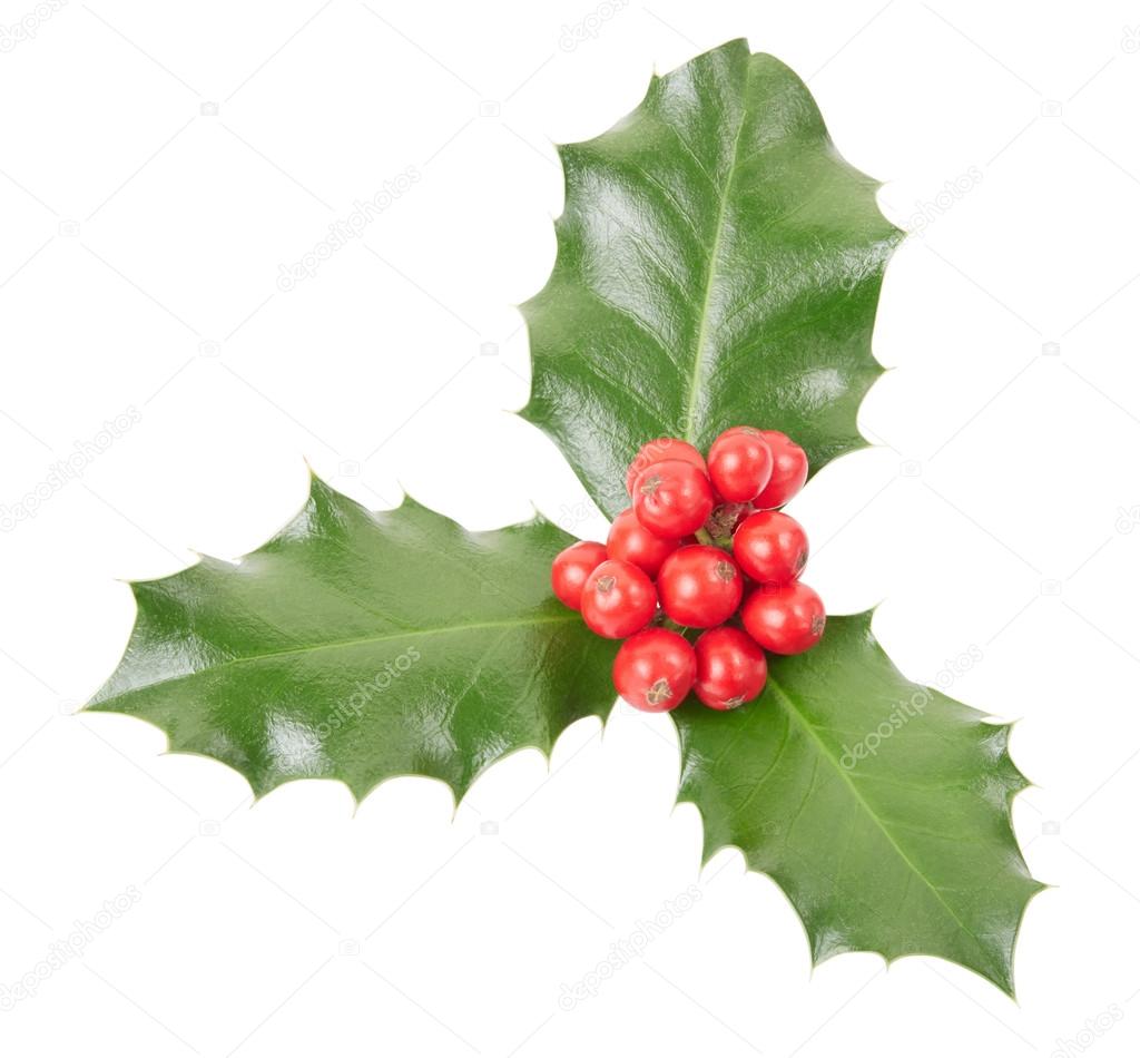Holly, Christmas decoration