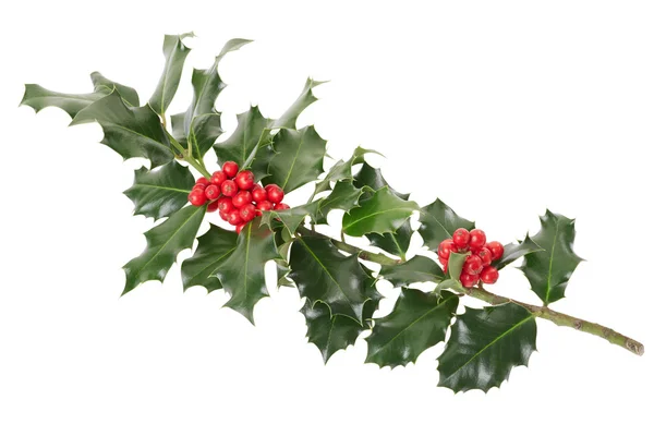 Holly branch Christmas decoration — Stock Photo, Image