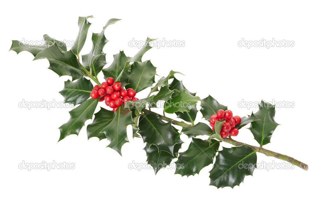 Holly branch Christmas decoration