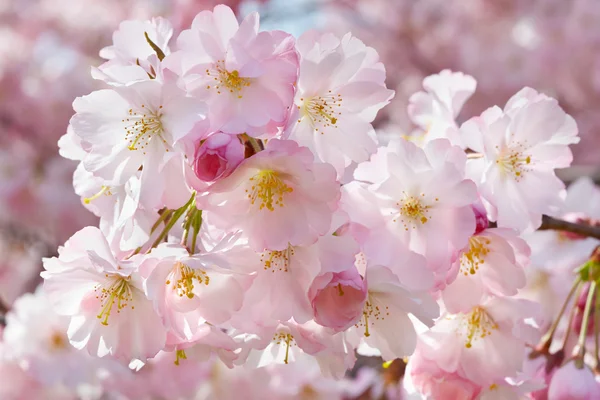 Весняний фон з рожевим цвітом — стокове фото