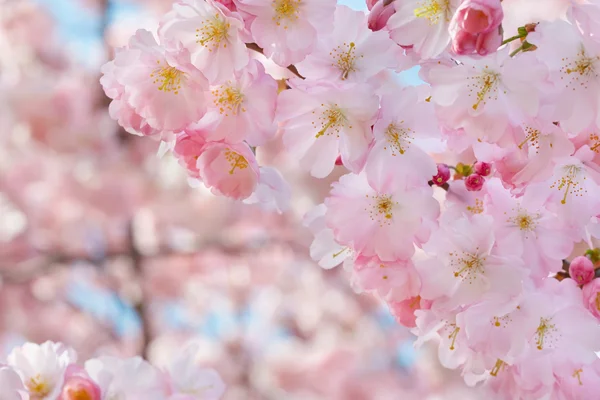Весняні квіти бордюр на фоні з рожевим цвітом — стокове фото