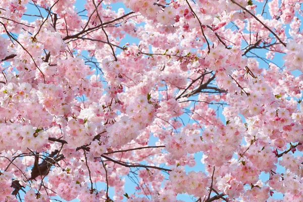 Spring flowers and branches on blue sky — Stock Photo, Image
