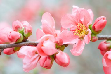 Spring flowers with pink blossom and buds