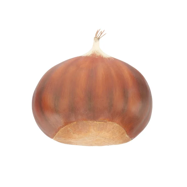 Chestnut single — Stock Photo, Image