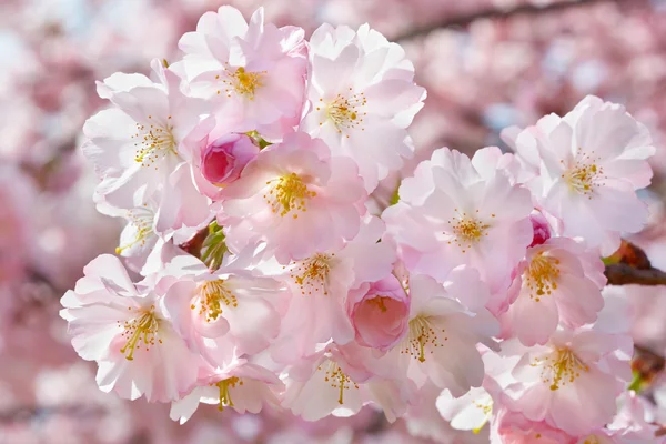 Tło wiosna z różowe kwiaty na gałązki — Zdjęcie stockowe