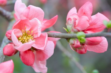 pembe çiçekler tatlı ve taze tomurcukları bahar