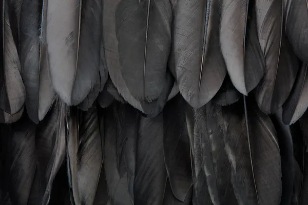 Fondo Textura Plumas Cuervo Negro — Foto de Stock