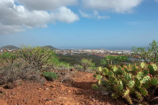 Sendero Áspero Por Típica Flora Endémica Canaria Como Euphorbia Opuntia — Foto de Stock