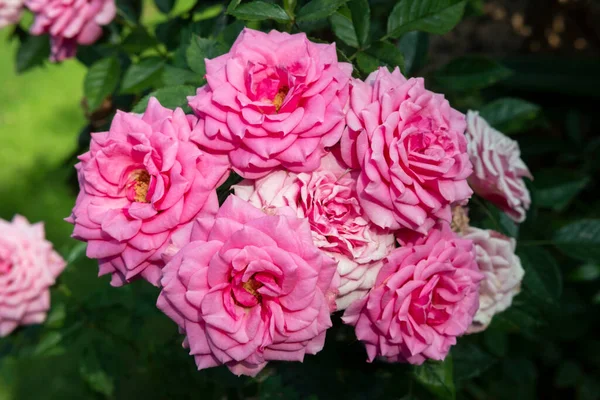Agrupamento Rosas Rosa Brilhantes Cultivadas Naturalmente Parques Jardins Para Fins — Fotografia de Stock