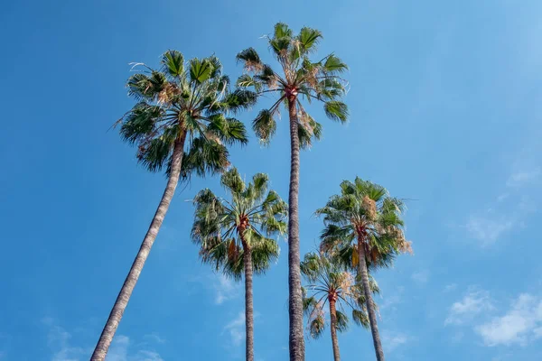 Looking Cluster Tall Healthy Palm Trees Blue Sky View Tropical — Zdjęcie stockowe