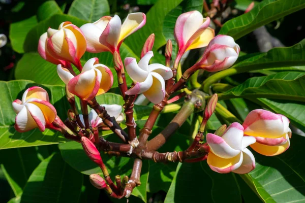 Αρωματικά Και Ντελικάτα Λουλούδια Frangipani Επίσης Γνωστή Plumeria Φυλλοβόλος Θάμνος — Φωτογραφία Αρχείου