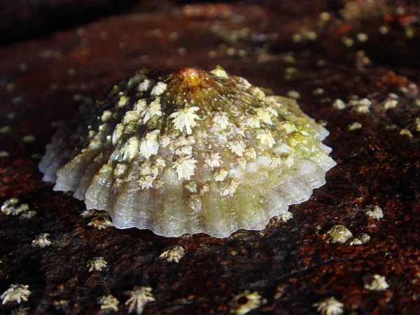 Lapas Patella Vulgata Limpet Found Anchored Rocks Shores Neighbouring Canary — Stockfoto