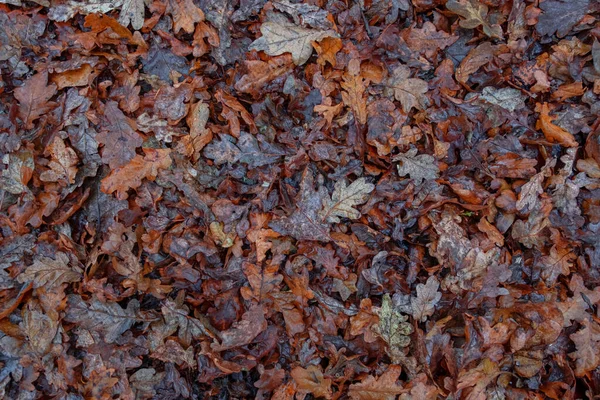 Whole Oak Leaves Mulch Covering Forest Floor Ecosystem Created Wet — Stock Photo, Image