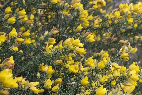 Μάτι Σκάψιμο Χρώματα Των Λουλουδιών Ulex Επίσης Γνωστή Gorse Whin — Φωτογραφία Αρχείου