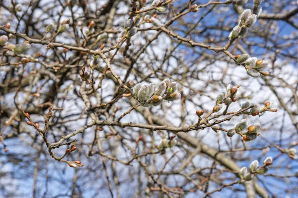 Brunch Pussy Willow Tree Goat Willow Also Known Salix Caprea — Photo