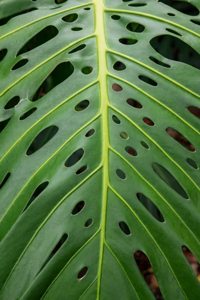 Zbliżenie Skomplikowanych Owalnych Perforacji Liścia Monstery Bujnej Zielonej Tropikalnej Rośliny — Zdjęcie stockowe