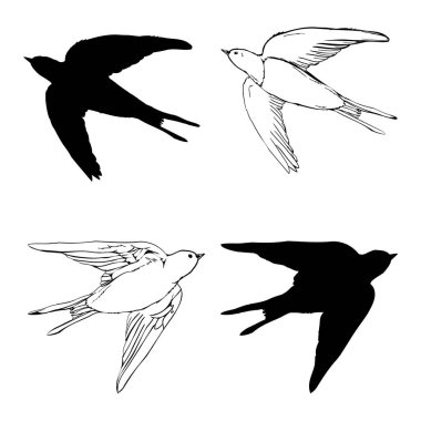 Silüeti yut. Beyaz arka planda yalıtılmış kırlangıç. vektör illüstrasyonu