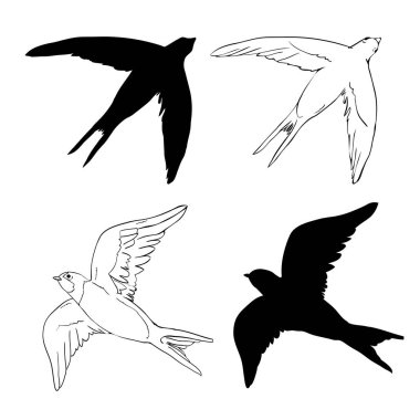 Silüeti yut. Beyaz arka planda yalıtılmış kırlangıç. vektör illüstrasyonu