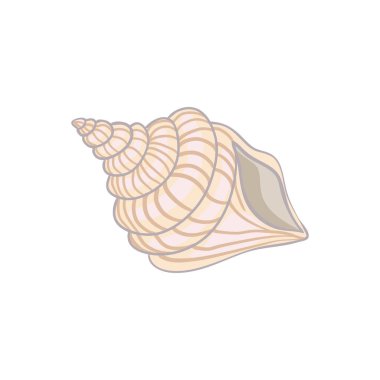 Beyaz arka plan vektör illüstrasyonunda şirin deniz kabuğu, elle çizilmiş..