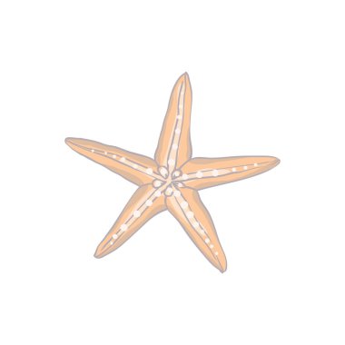 Beyaz arka plan vektör illüstrasyonunda şirin deniz kabuğu, elle çizilmiş..