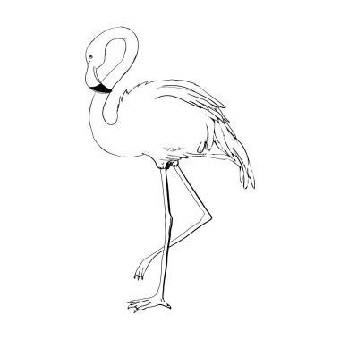 El çizimi flamingo, beyaz arka planda izole edilmiş çizim tarzında bir vektör illüstrasyonu. El yapımı flamingo çizimi