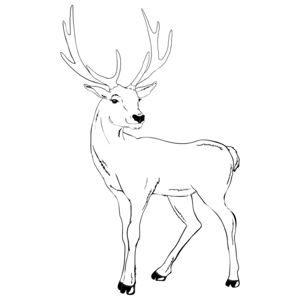 Beautiful Noble Deer Ruminant Mammal Family Side View Vector Monochrome — Stock Vector