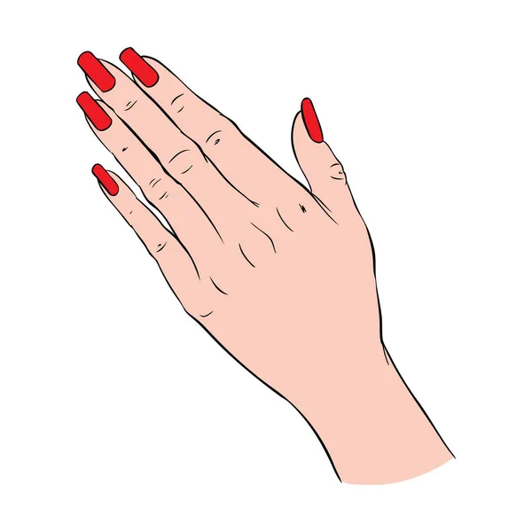 Zarif Manikürlü Cilalı Tırnaklı Kadın Elleri Tırnaklar Sanat Salonu Vektör — Stok Vektör