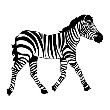 Güzel Zebra, beyaz arkaplanda izole edilmiş kameraya bakıyor. Dövme ve baskı için vektör çizimi.