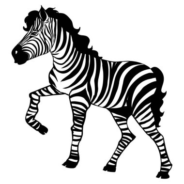 Güzel Zebra, beyaz arkaplanda izole edilmiş kameraya bakıyor. Dövme ve baskı için vektör çizimi.