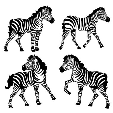 Güzel Zebra, beyaz arkaplanda izole edilmiş kameraya bakıyor. Dövme ve baskı için vektör çizimi.