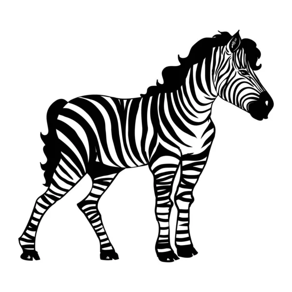 Närbild Vacker Potrait Zebra Tittar Kameran Isolerad Vit Bakgrund Vektor — Stock vektor