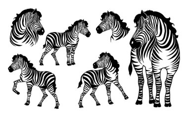 Graphical set of zebras isolated on white background,vector illustration for tattoo and printing