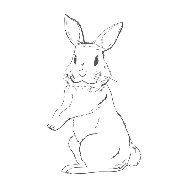 Sketch Cute Rabbit Black White Hand Drawn White Background Vector — Stok Vektör