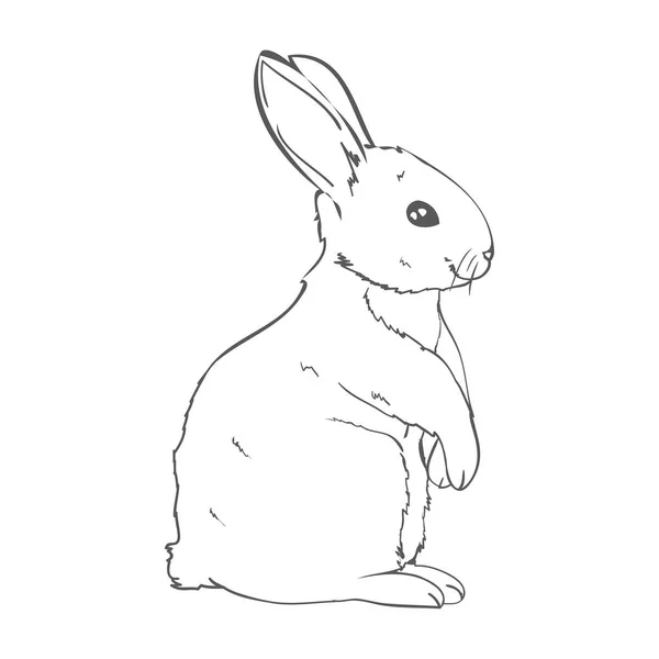 Sketch Cute Rabbit Black White Hand Drawn White Background Vector — 스톡 벡터