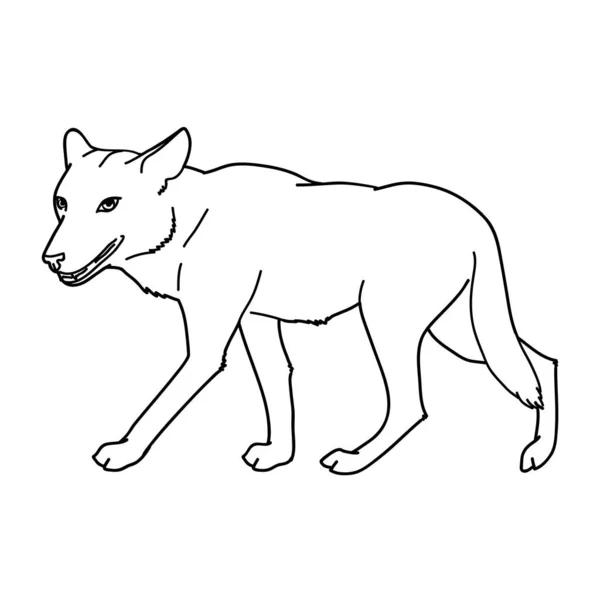 Loup Gris Loup Gris Une Bête Prédatrice Animal Forêt Sauvage — Image vectorielle