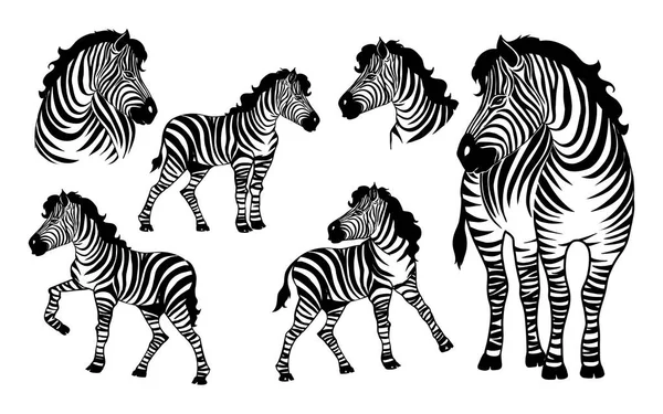 Graphical Set Zebras Isolated White Background Vector Illustration Tattoo Printing — Stock Vector