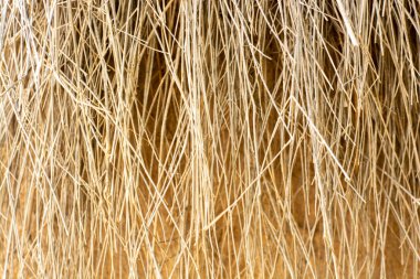 Texture or pattern of straws in the Thar desert