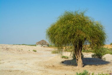 Thar Çölü 'ndeki çamurlu kulübede.