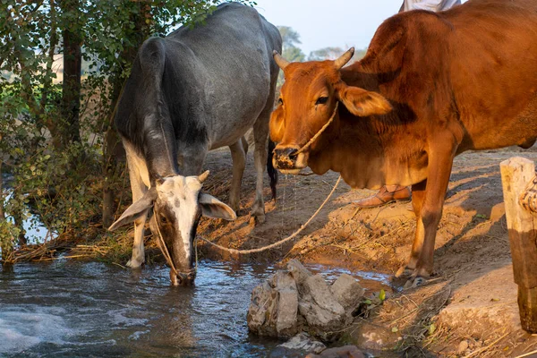 Vacas Bebem Água Uma Lagoa — Fotografia de Stock