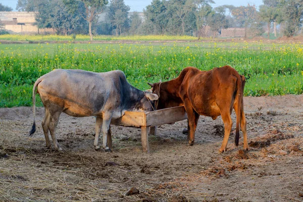 Vacas Diônticas Aldeia — Fotografia de Stock