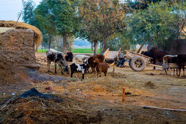 旁遮普省农村传统畜牧业 — 图库照片