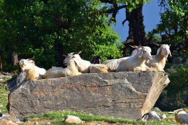 Mountain goats relaxing on top of rock clipart