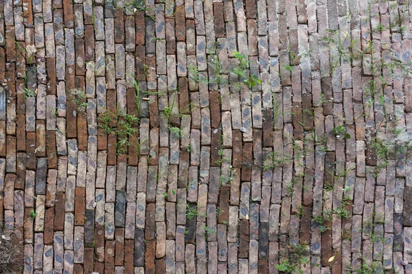 Bakstenen muur en wilde gras — Stockfoto