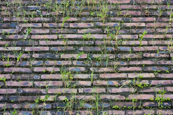 Mur de briques et herbe sauvage — Photo