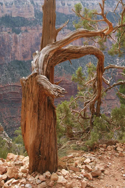 Wege des Grand Canyon - Stillleben — Stockfoto
