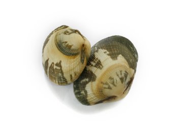 beyaz zemin üzerinde istiridye