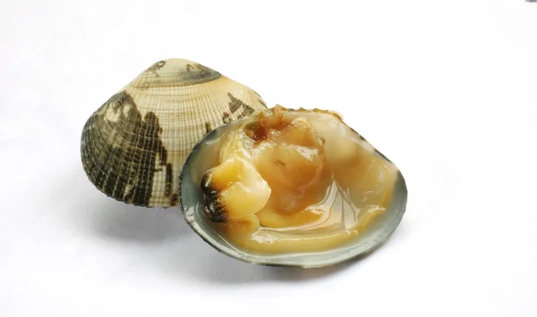 Clam tek aç köpek cockle beyaz zemin üzerine pişmiş