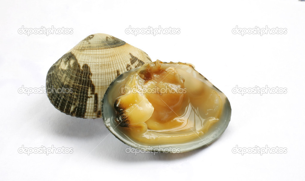 Clam single cooked open Dog cockle on white background
