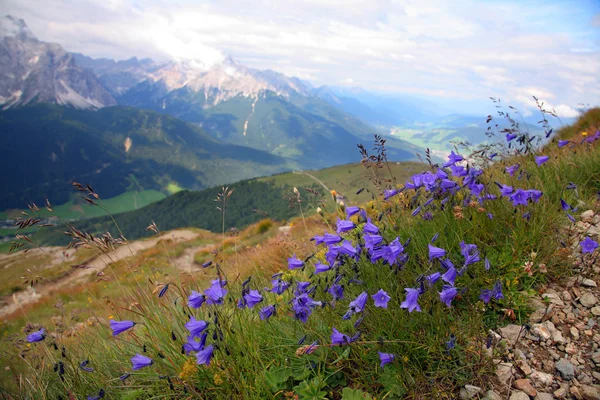 Violetta in Val Pusteria, Dolomite - Italia — Foto Stock