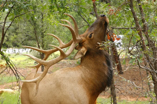 Wapiti Elk ((Cervus elaphus)) against in the Grand Canyon - Ariz — Stock Photo, Image